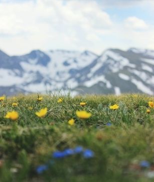 flowers and field in front of a colorado mountain - things to do in englewood co